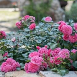 Парк-Отель Усадьба Мещёрская Гусь-Хрустальный-26